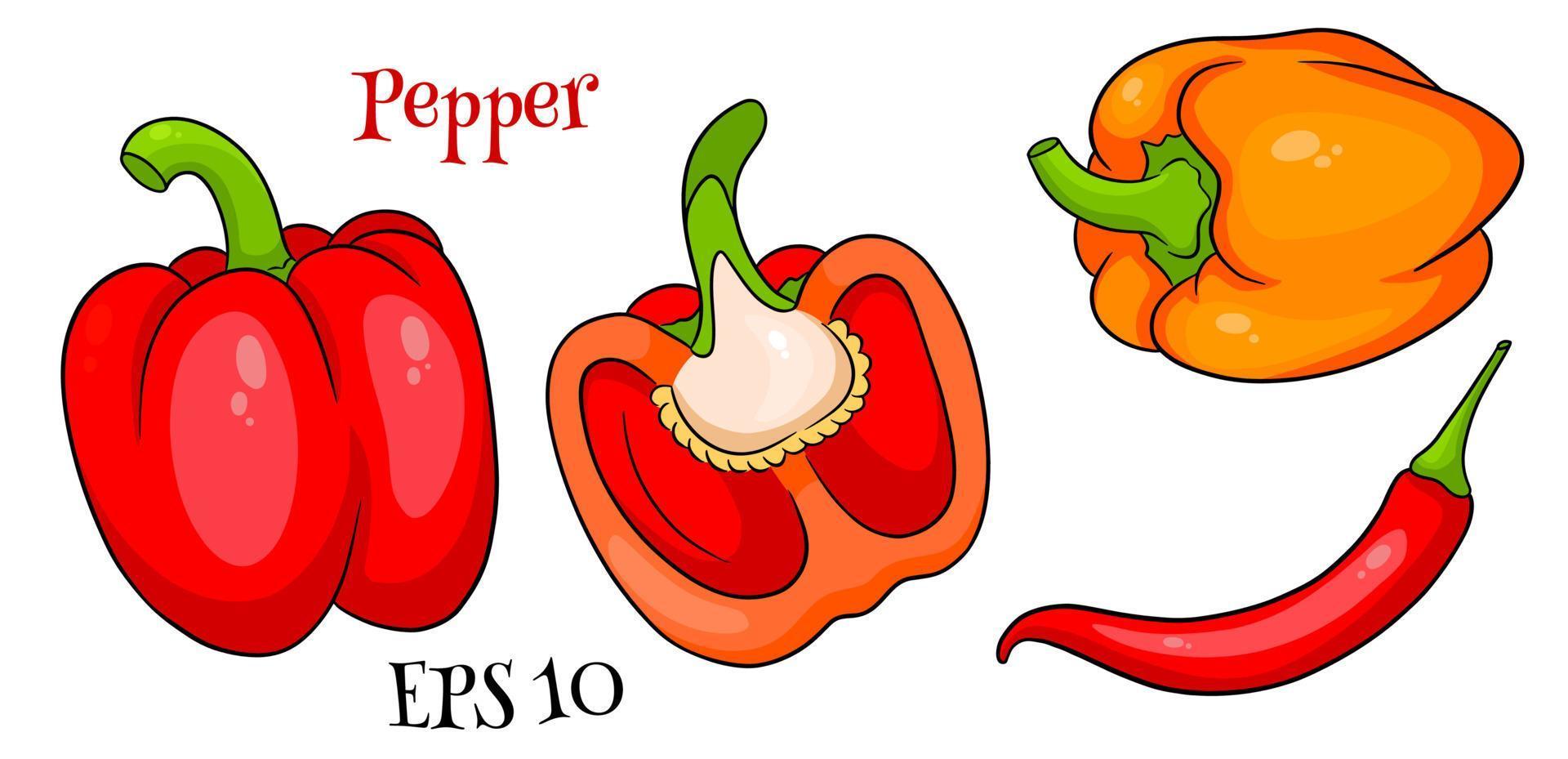 Pepper set. Fresh bell peppers and hot peppers. vector