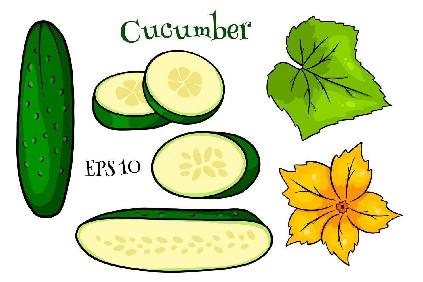 conjunto de pepino. pepinos frescos, gajos, medio pepino, flor y hoja. vector