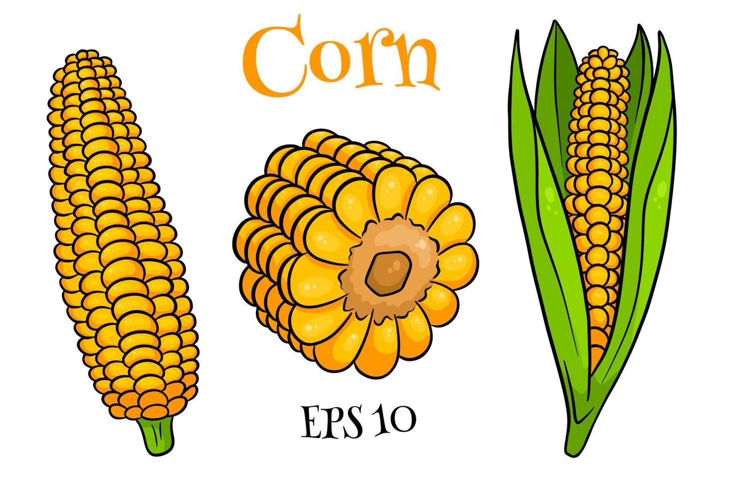 Corn set. Fresh corn cobs with and without leaves. vector