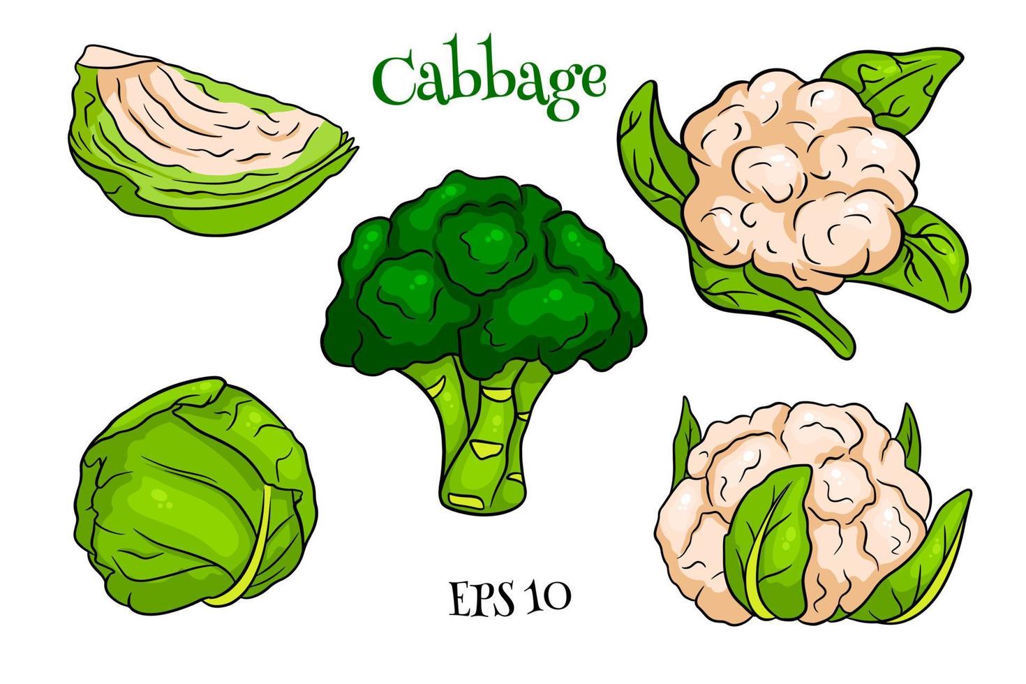 Cabbage set. Fresh cabbage, broccoli, cauliflower. vector