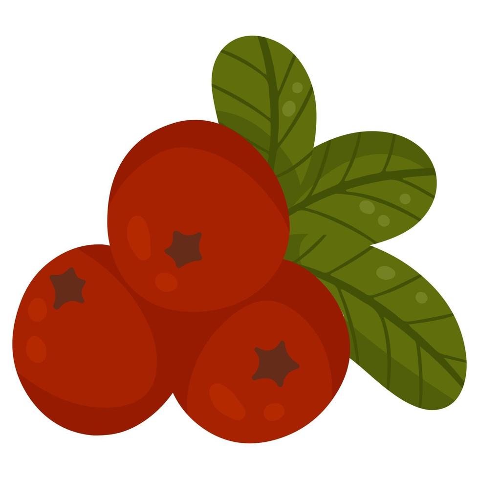 arándanos rojos, arándanos, frutos del bosque. elemento de diseño de otoño. ilustración vectorial, estilo de dibujos animados vector