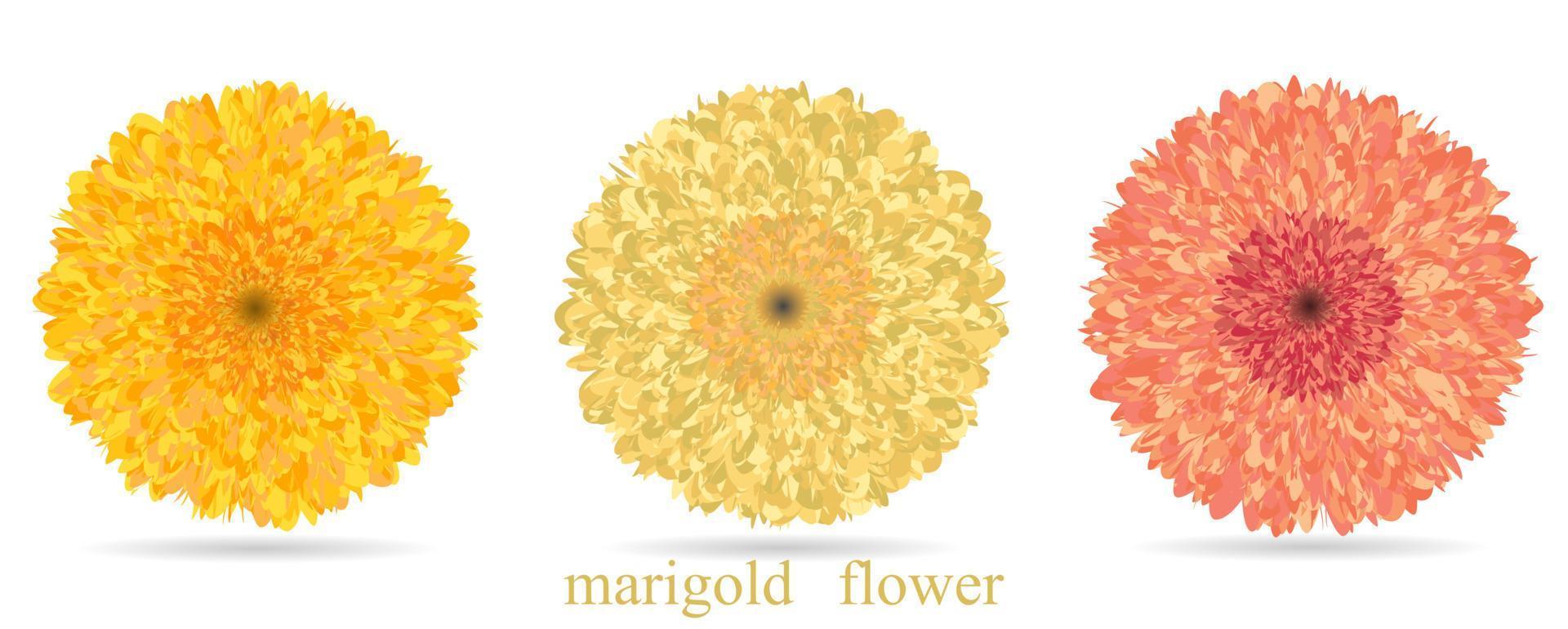 Marigold flower collection set isolated on white background vector