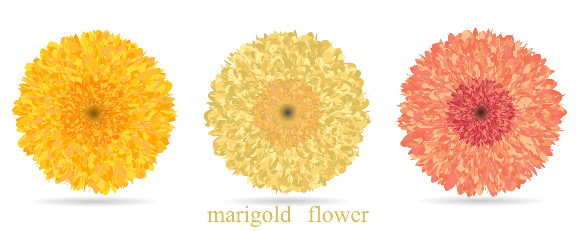 Marigold Flower Decoration Vector Art, Icons, and Graphics for Free Download