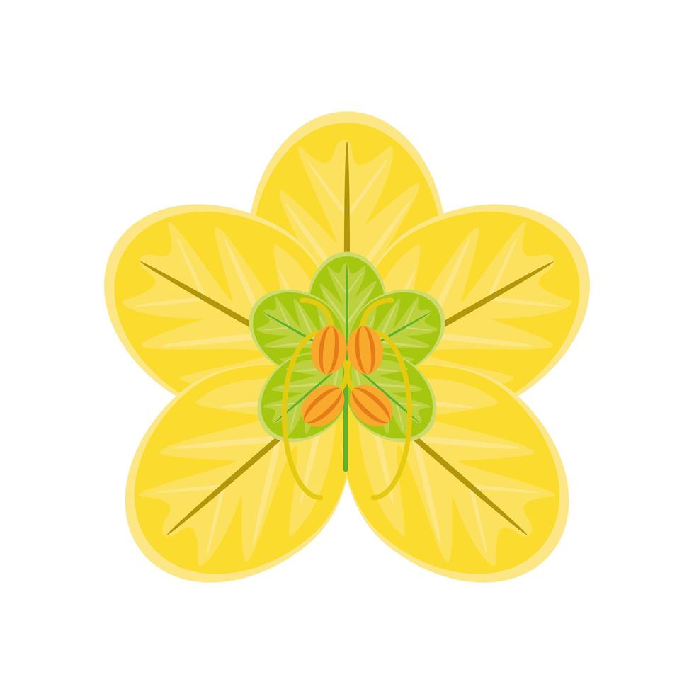tropical flower frangipani vector
