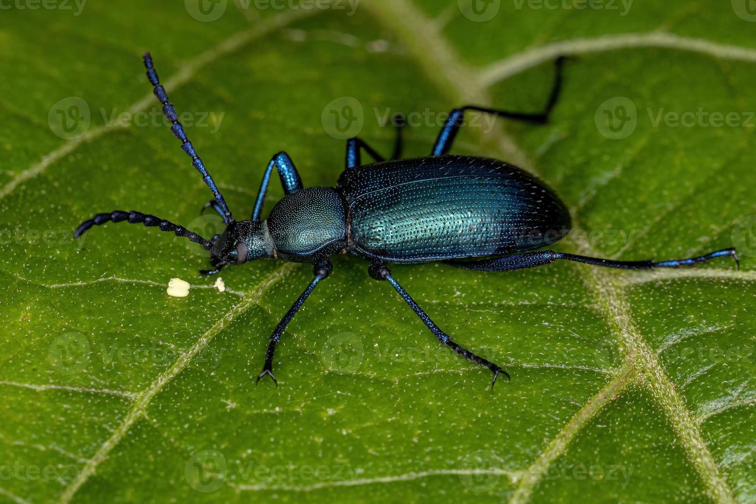 Adult Comb-clawed Darkling Beetle photo