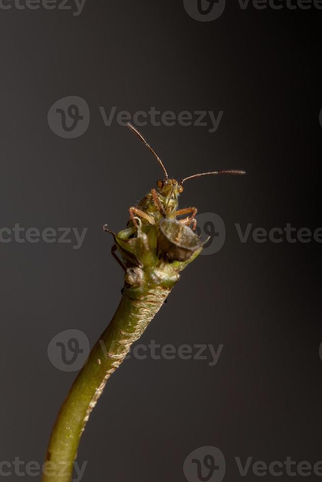 ninfa del insecto de la planta sin olor foto