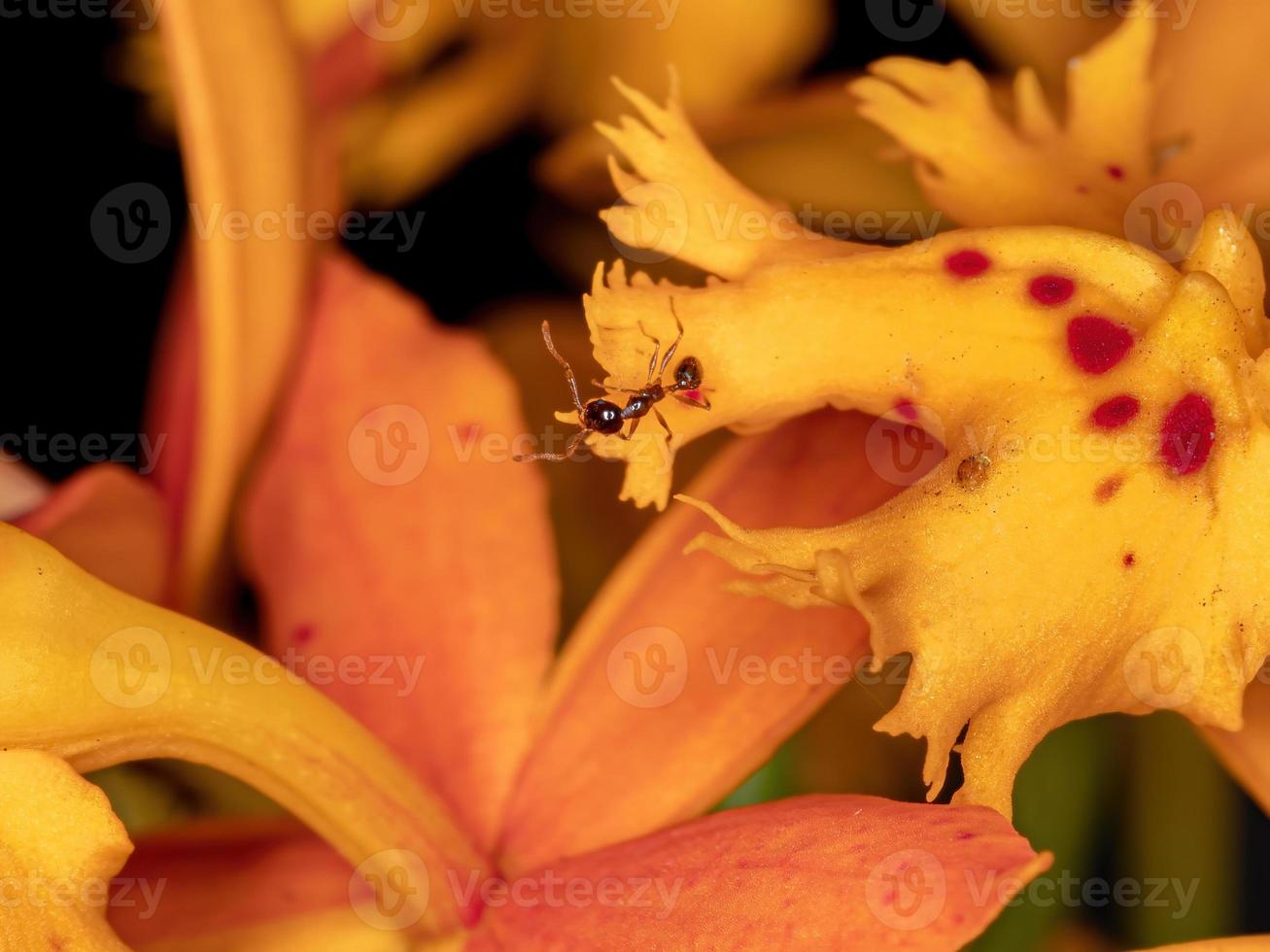 Yellow orchid flower photo