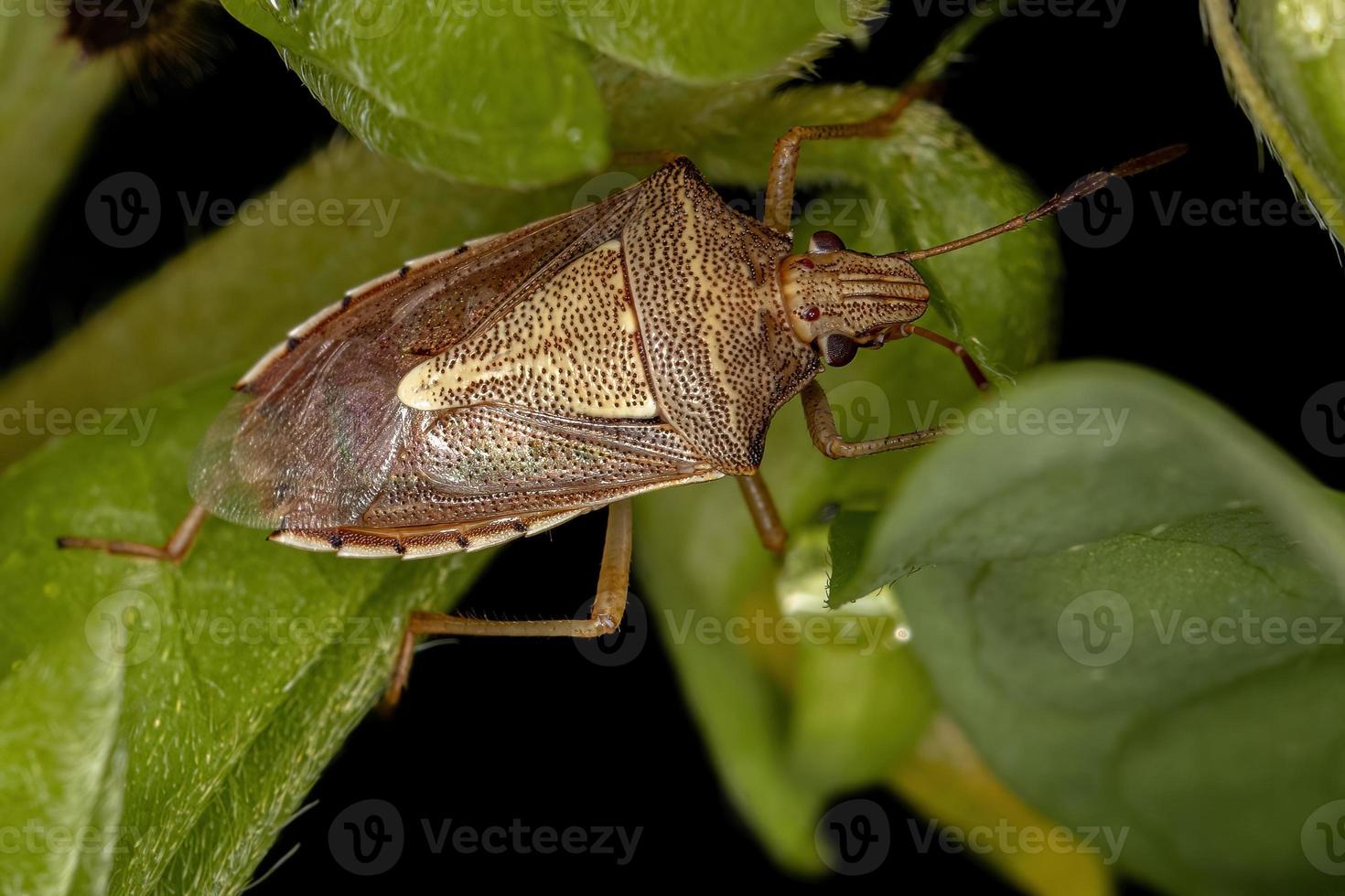 Adult Stink Bug photo