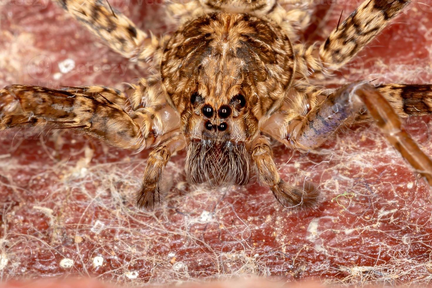 Adult Wandering Spider photo