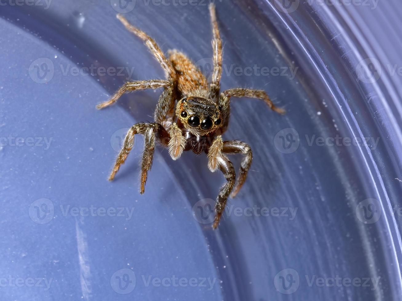 Adanson's House Jumping Spider photo