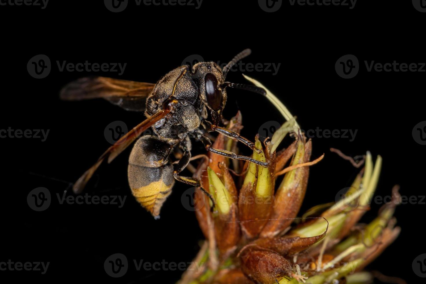 Adult Potter Wasp photo