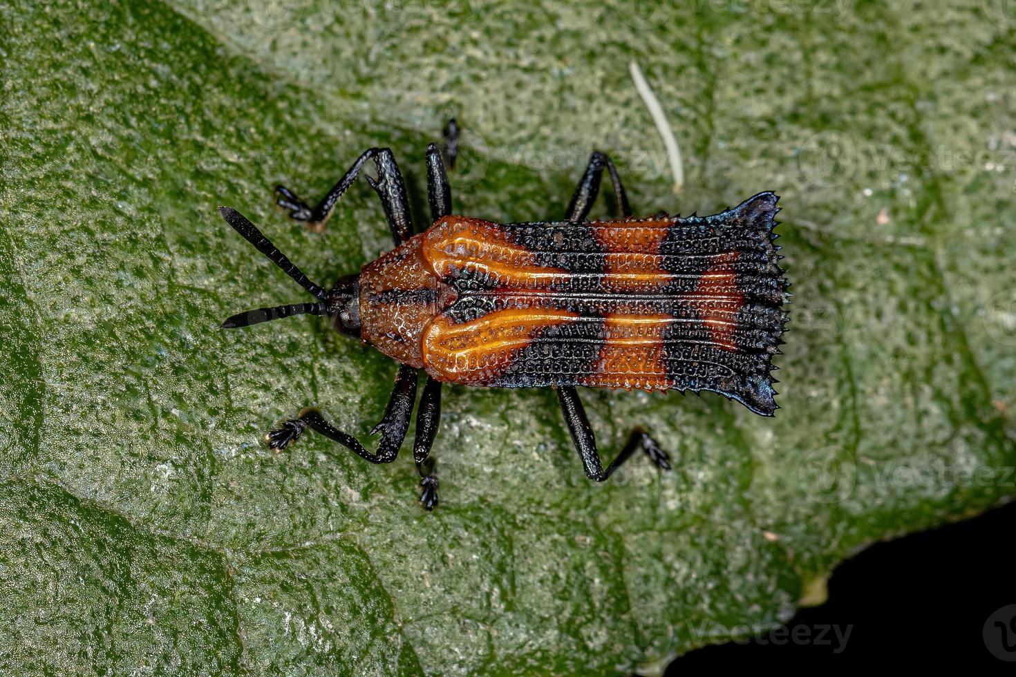 Adult Leaf Beetle photo