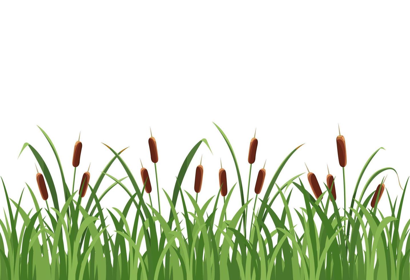 Reed mace, reed in the grass on white background vector