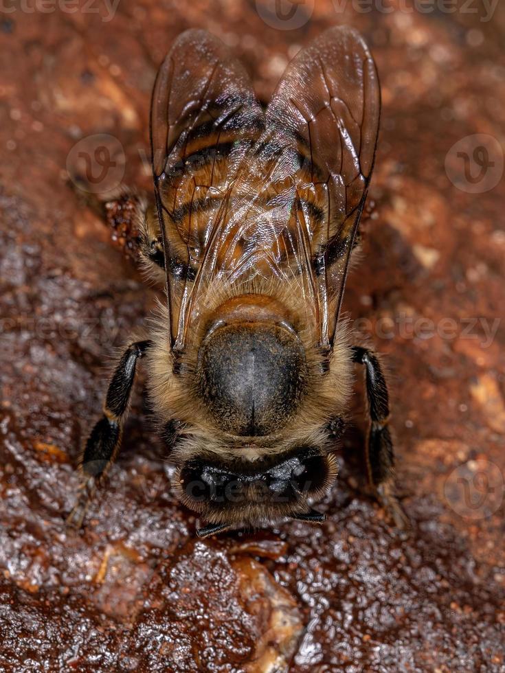 abeja de miel occidental hembra adulta foto