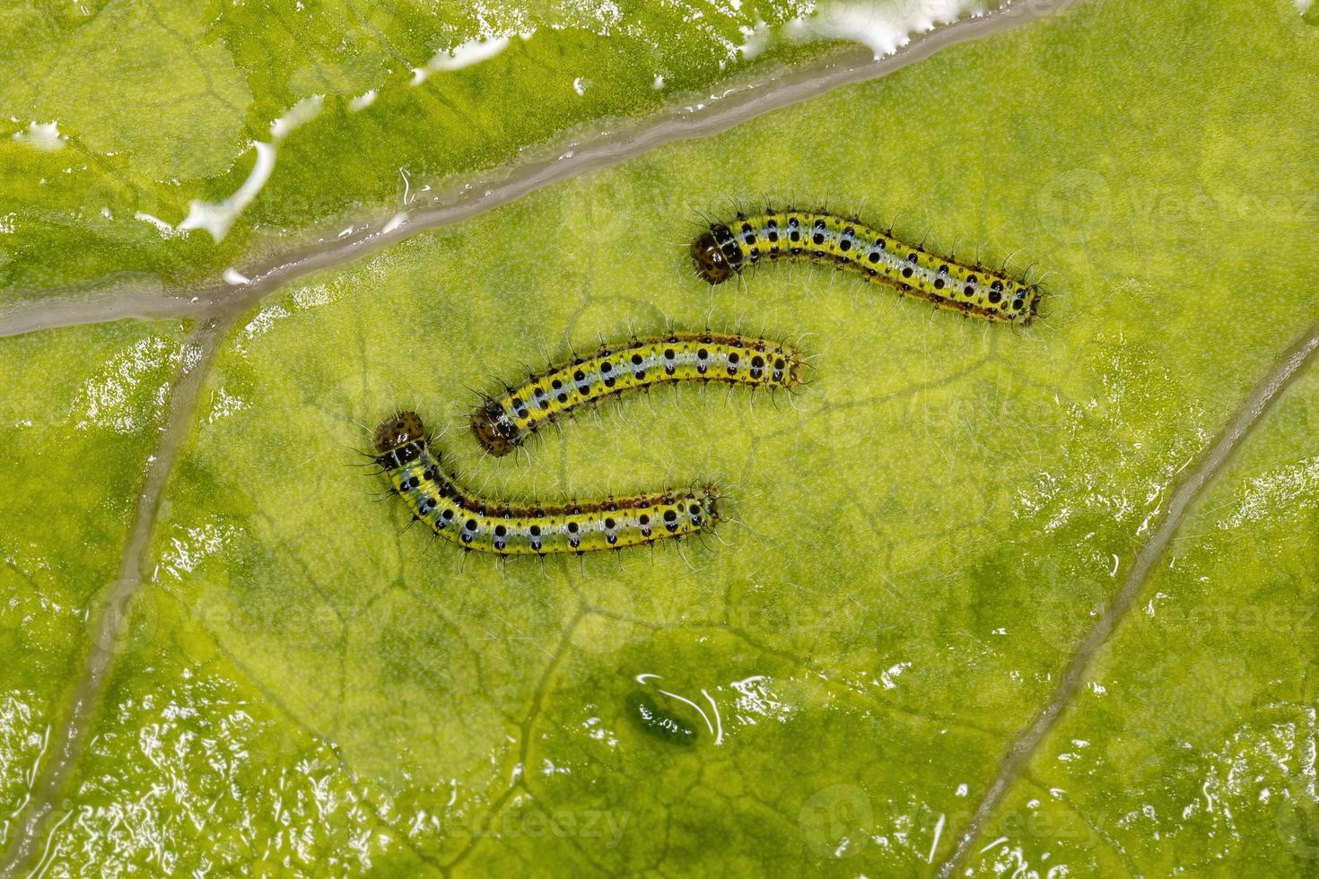 Green caterpillars in a leaft photo