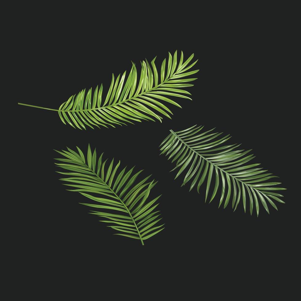 Palm tree green leaves isolated on a black background vector