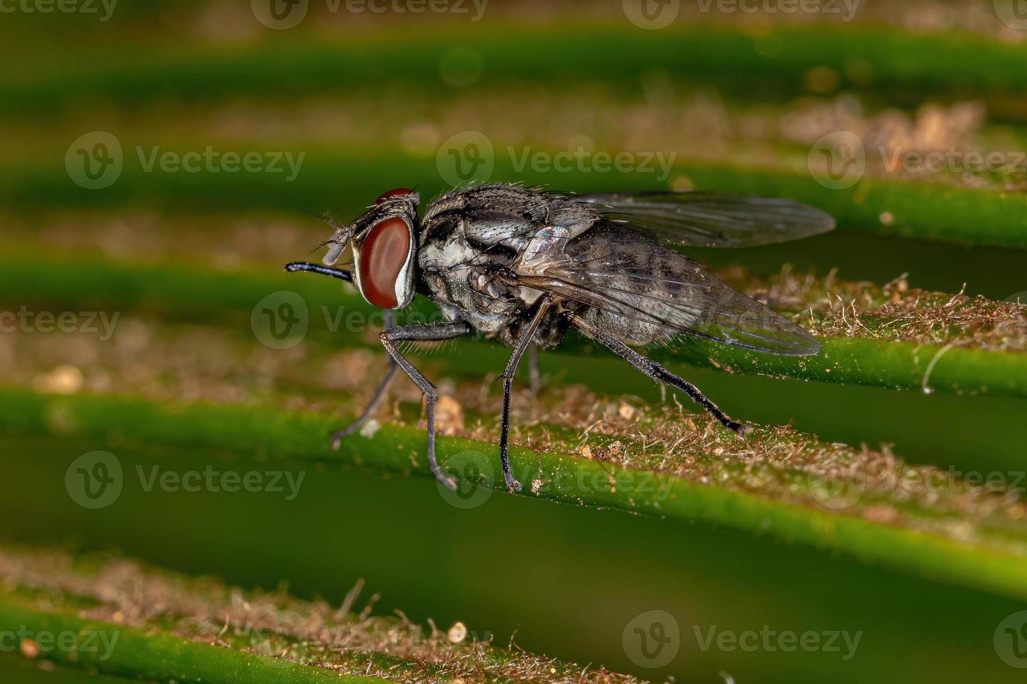 mosca doméstica adulta foto