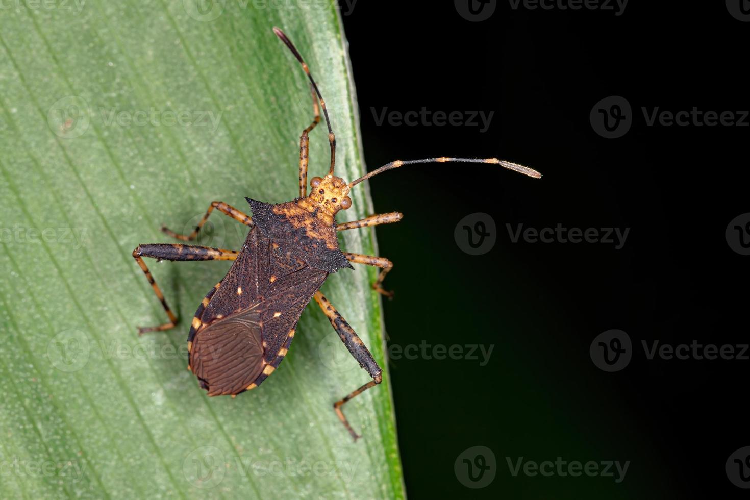 Adult Leaf-footed Bug photo