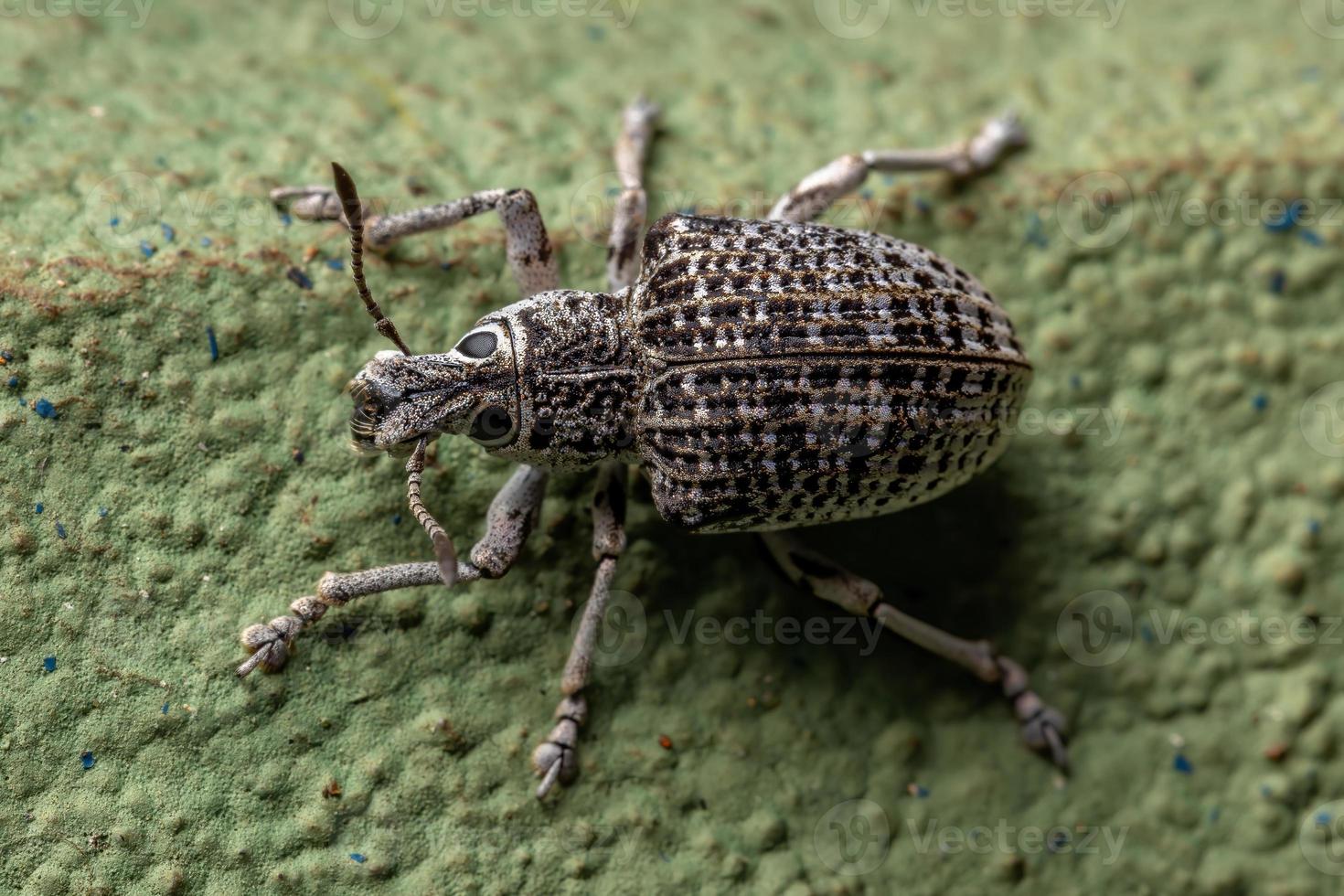 Broad-nosed Weevil on a green wall photo