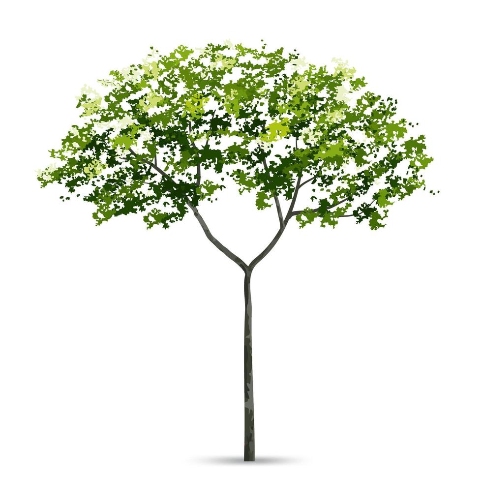 Tree isolated on white background with soft shadow. Use for landscape design, architectural decorative. Park and outdoor object idea for natural article both on print and website. Vector. vector