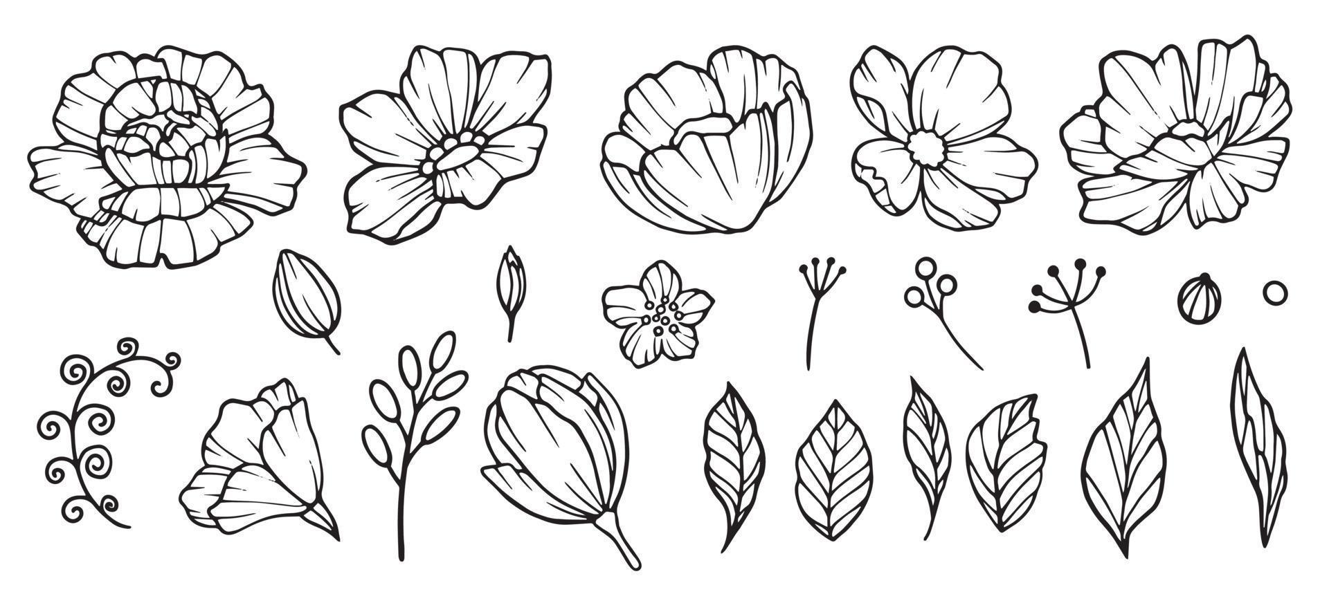 Peonies hand drawn element. Floral garden sketch of flowers bud and leaves vector collection of peonies. Illustration of peony blossom, flower sketch botanical