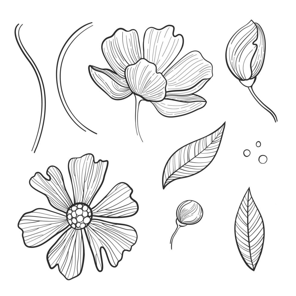 Camellia sinensis Thea viridis vintage illustration from Meyers Konversations-Lexikon 1897 vector