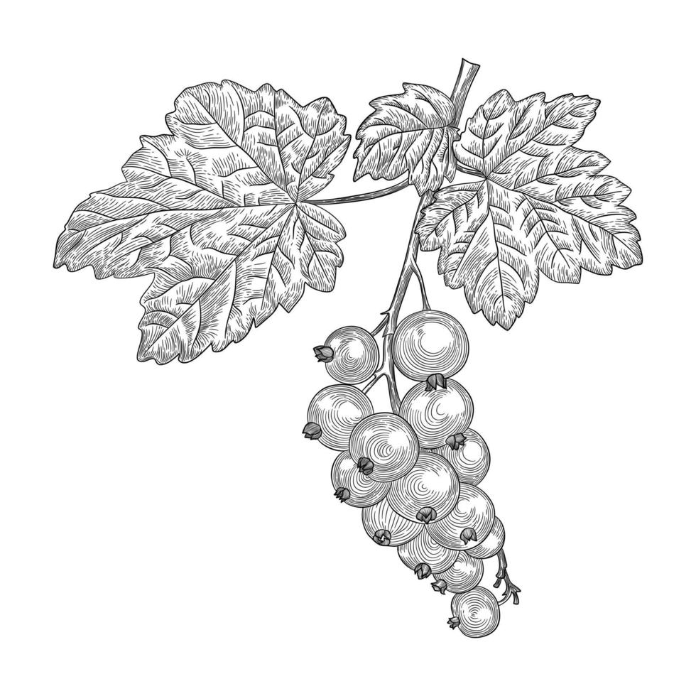 A currant berry with leaves on a branch. Black and white line art icon. Hand drawn ink doodle sketch, stock vector illustration.