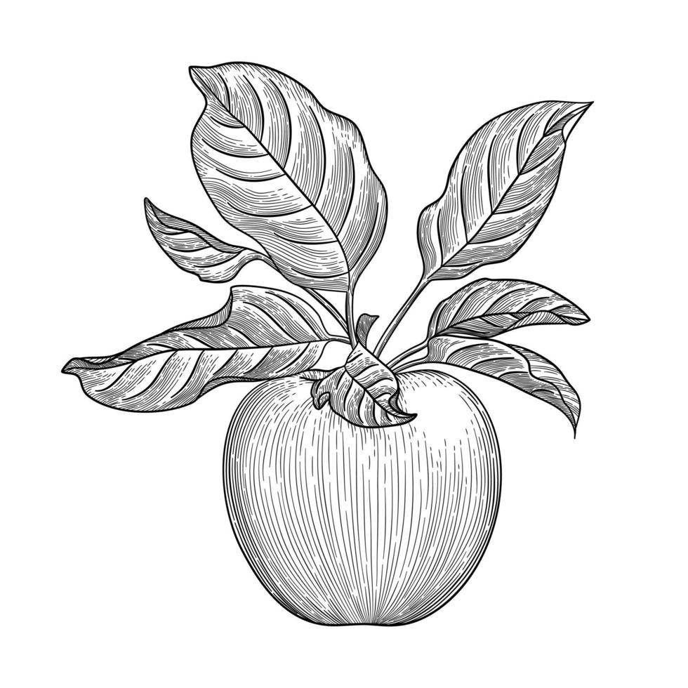 Engraved illustration of an apple. Vector