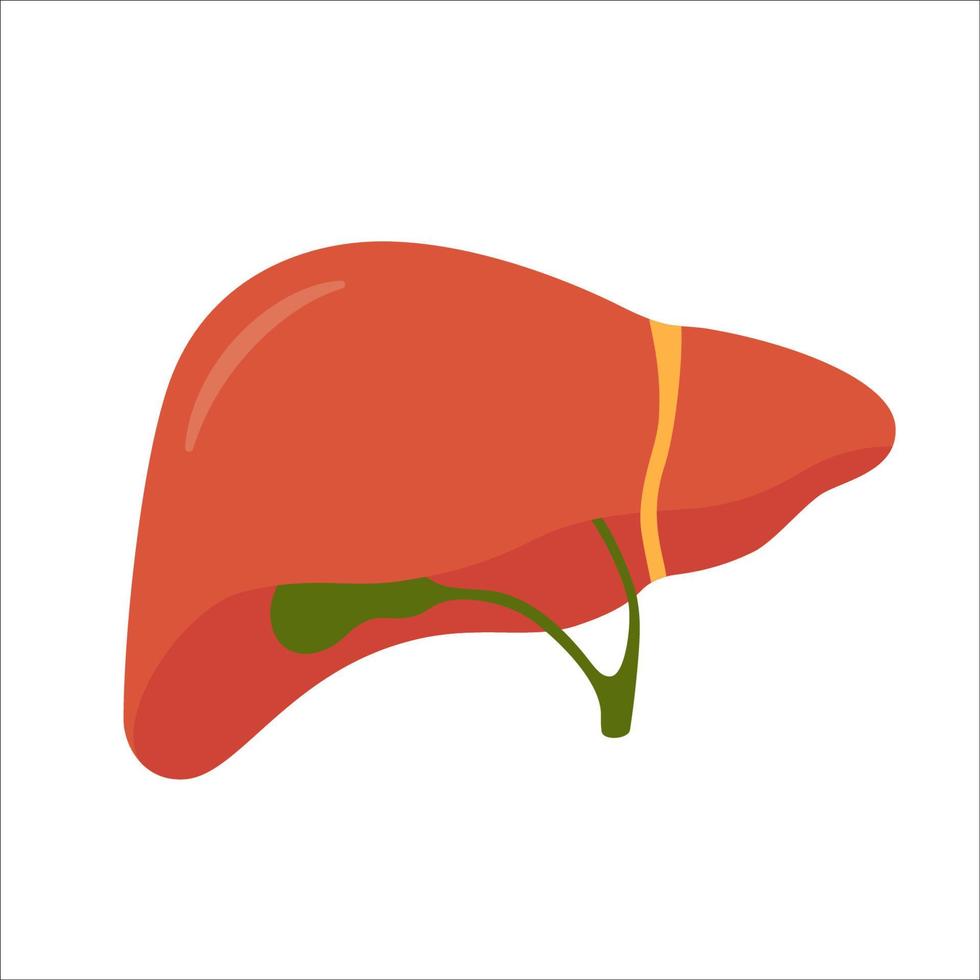 Human liver and gallbladder. Isolated vector illustration in flat style