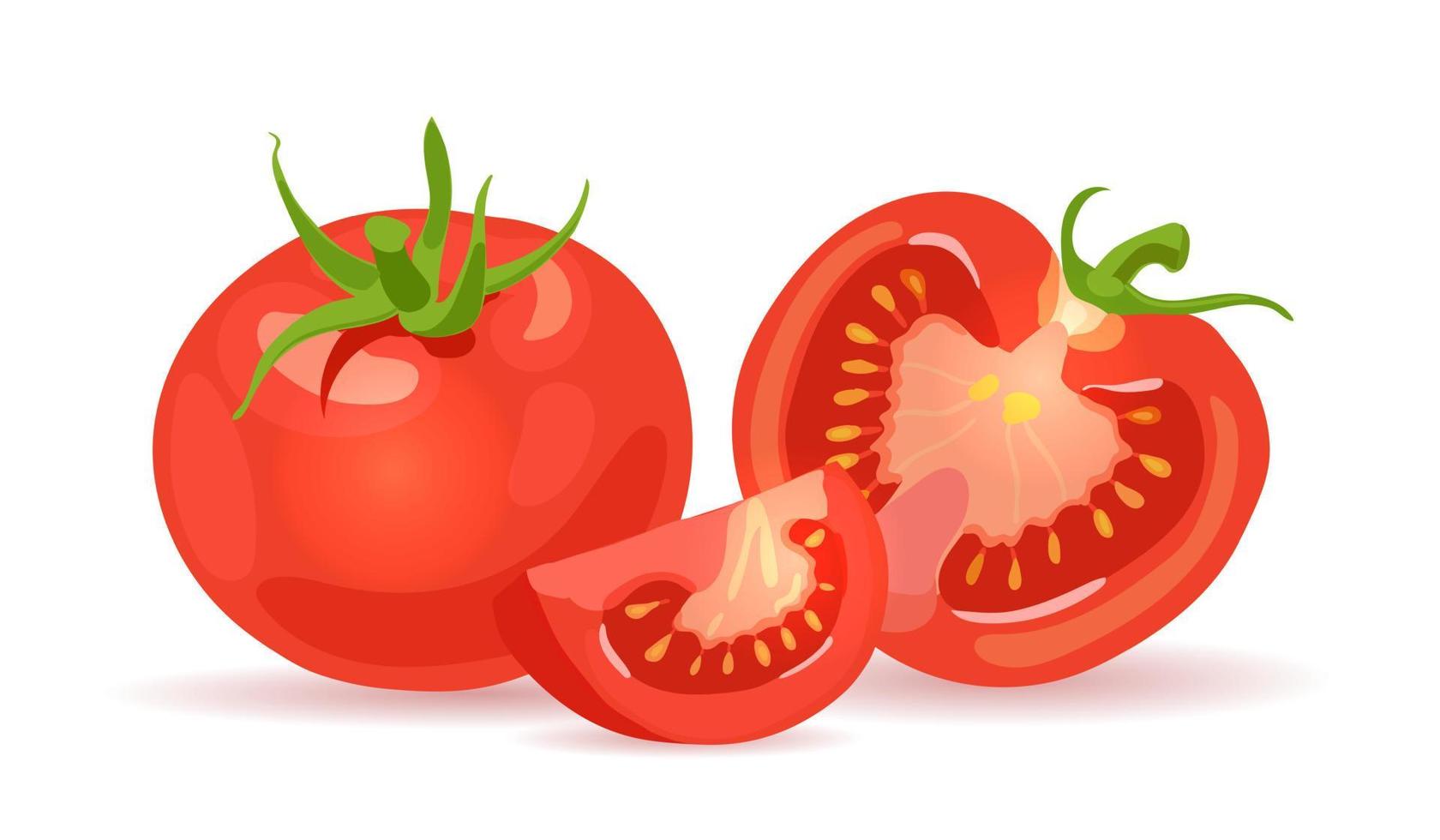 Fresh red tomatoes. Vegetables. Half a tomato, a slice and a whole tomato. Vector realistic illustration
