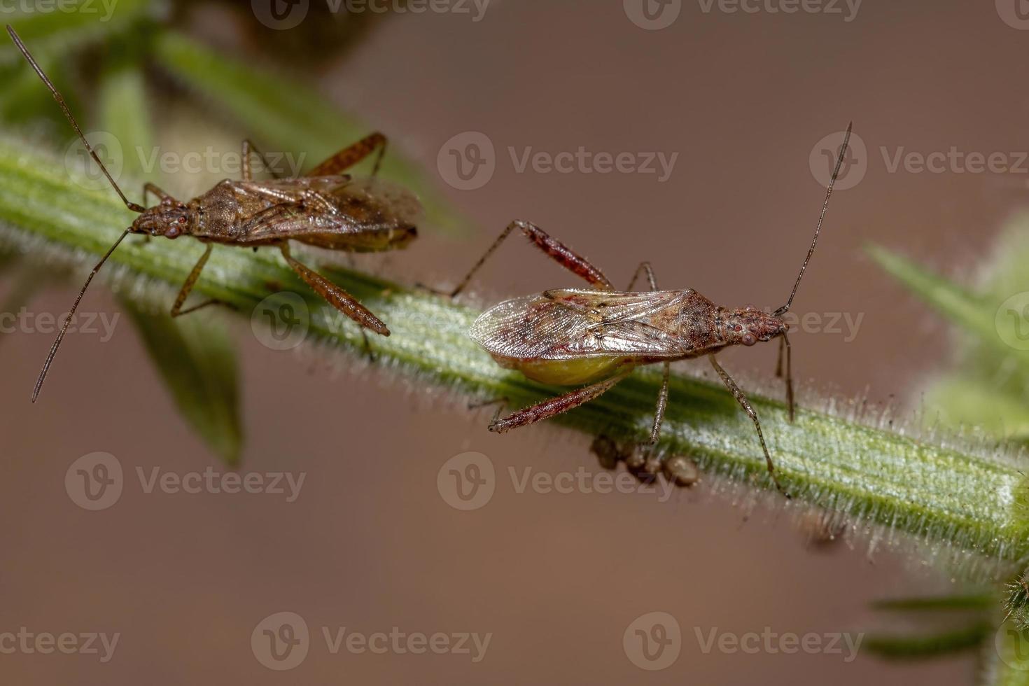 insecto de la planta sin olor foto