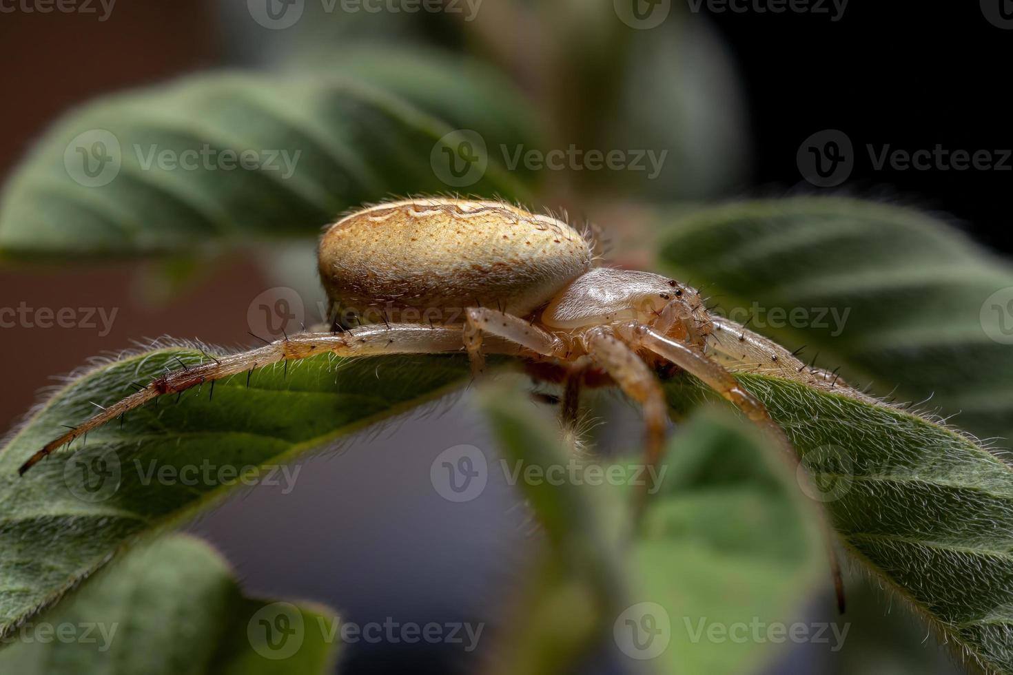 Grass Neoscona Spider photo