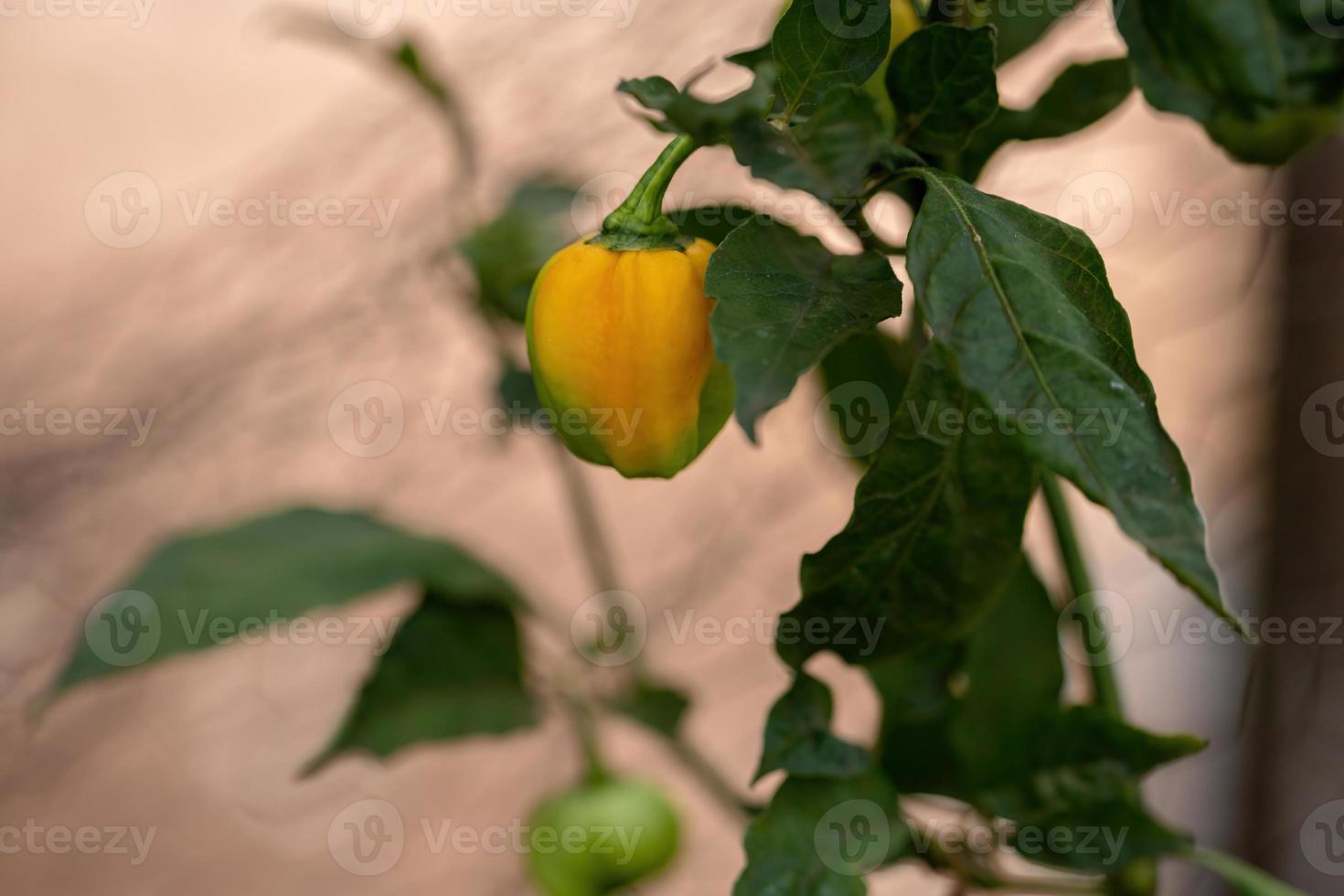 plantas de pimiento con frutas foto