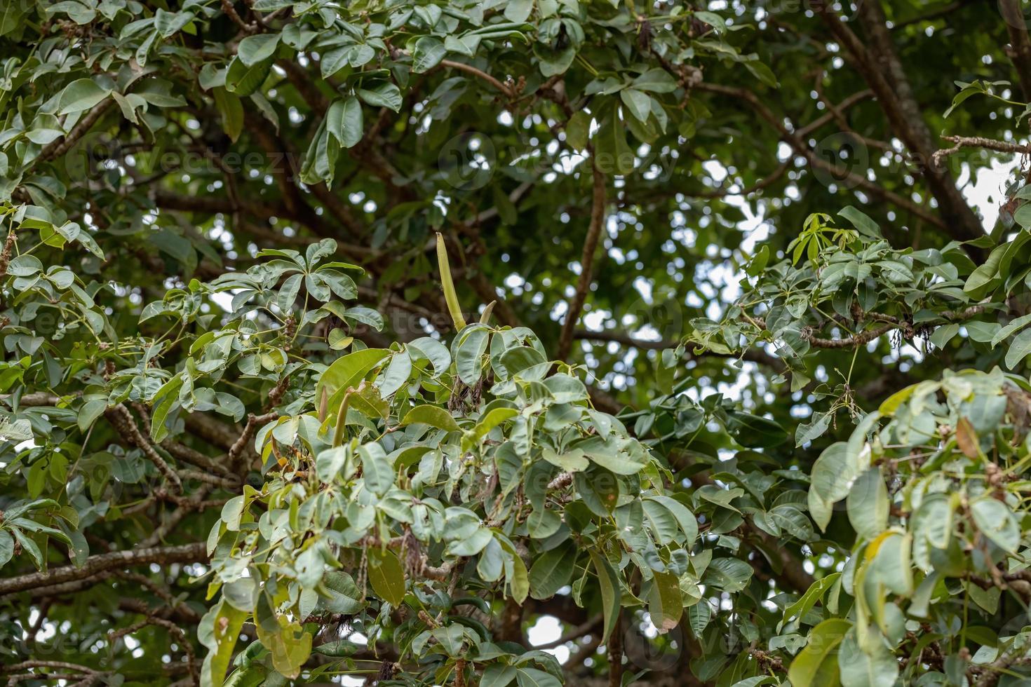 árbol de provisión brasileño foto