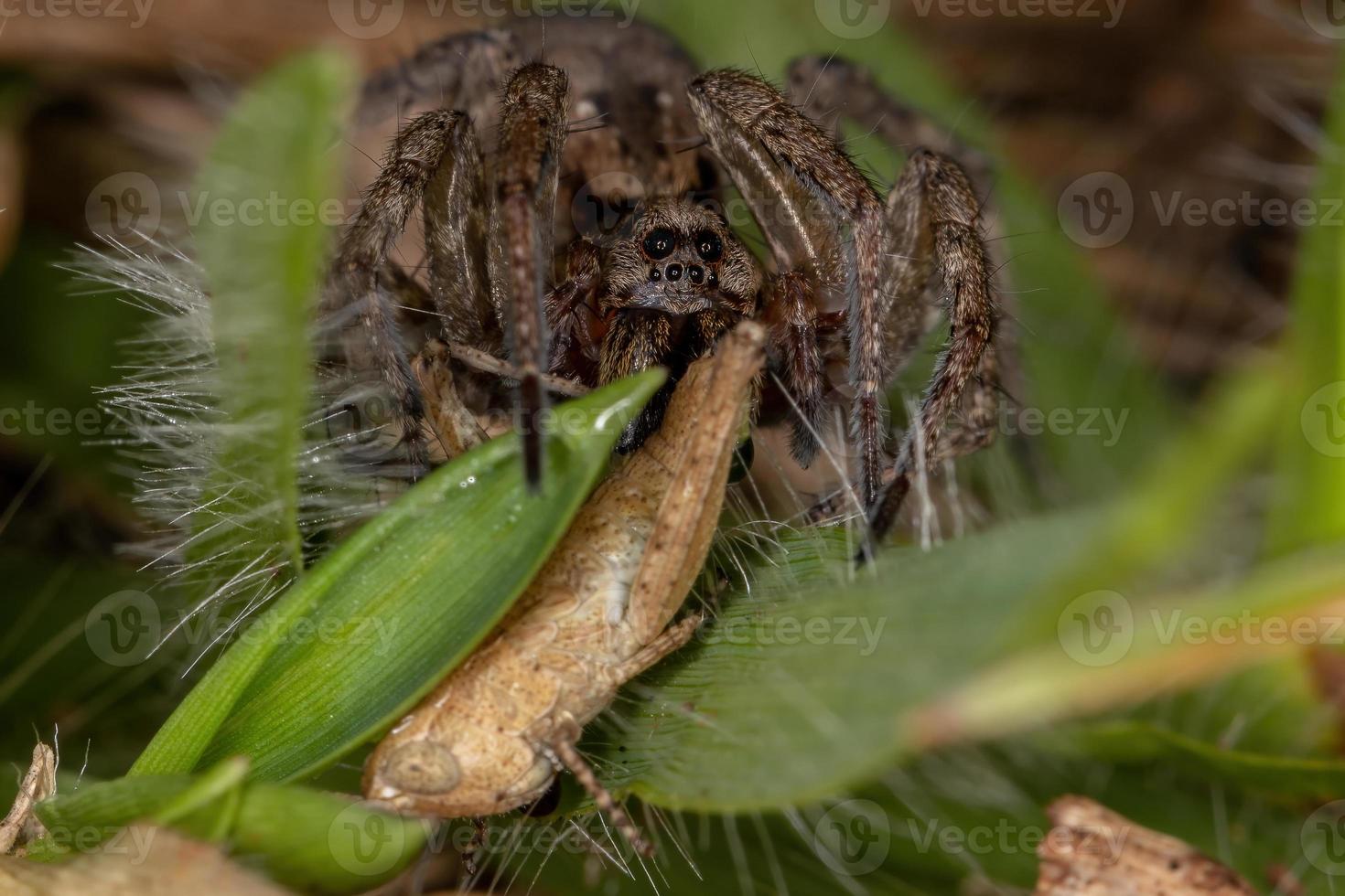 Araña lobo adulta que se alimenta de una ninfa saltamontes de cuernos cortos foto