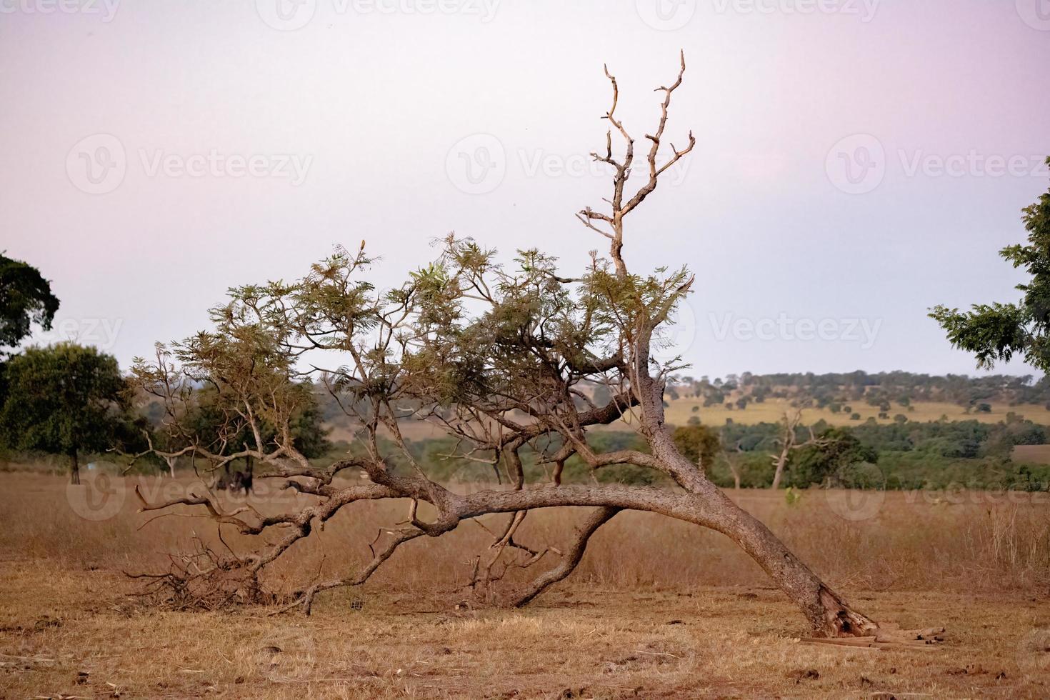 gran árbol de angiospermas foto