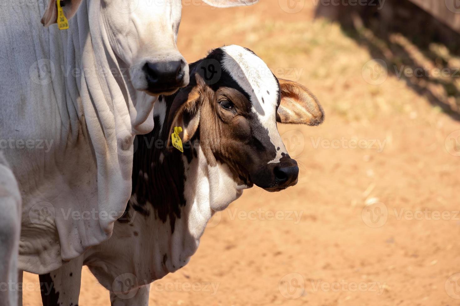 vaca adulta en una granja foto