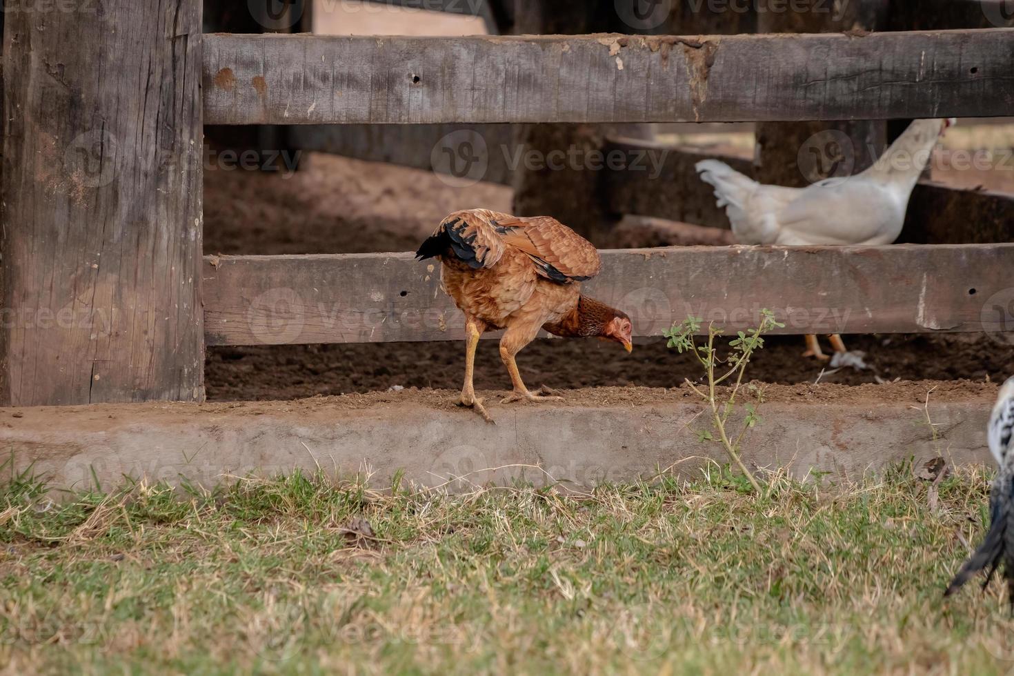 domestic animal chicken photo