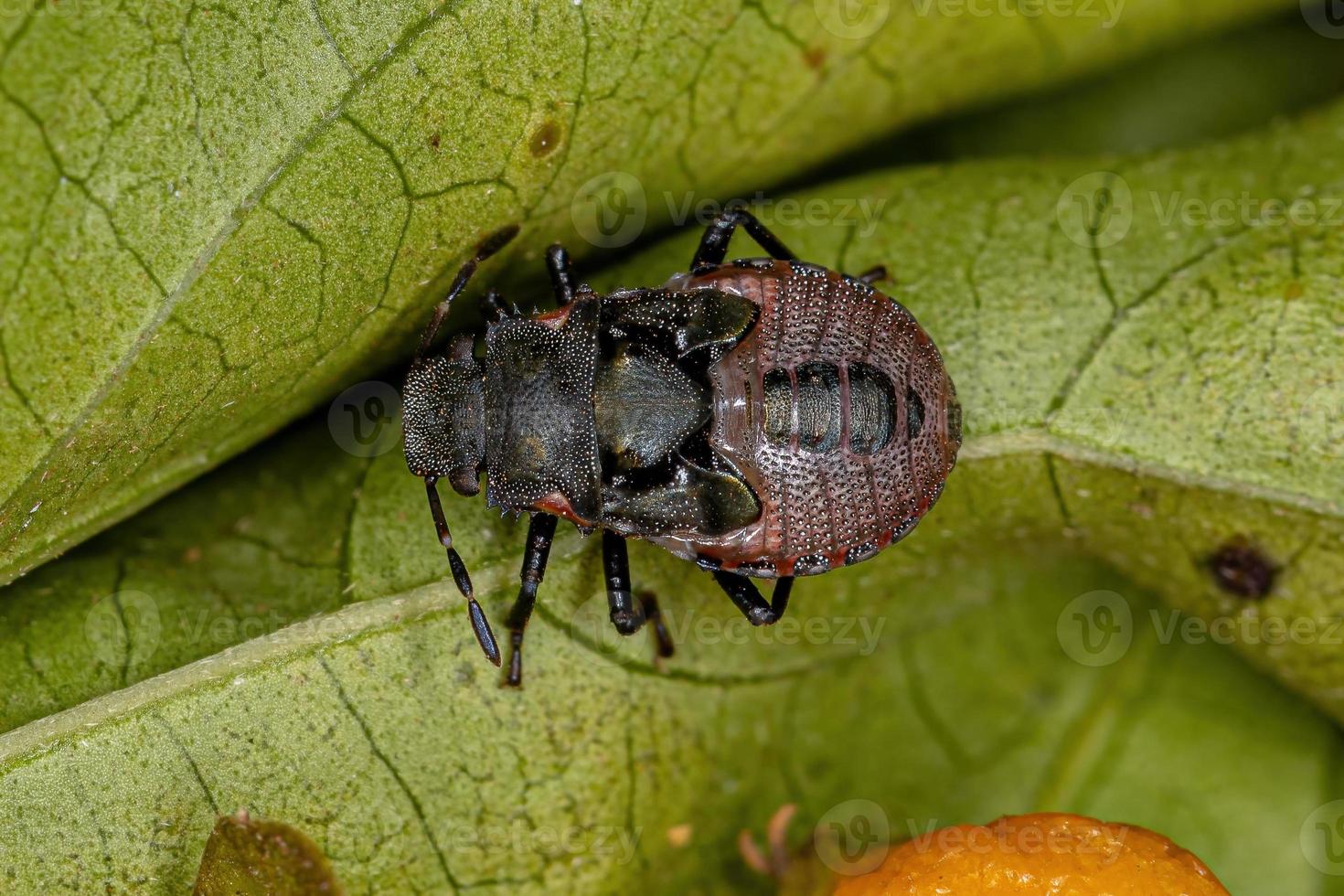 Stink bug nymph photo