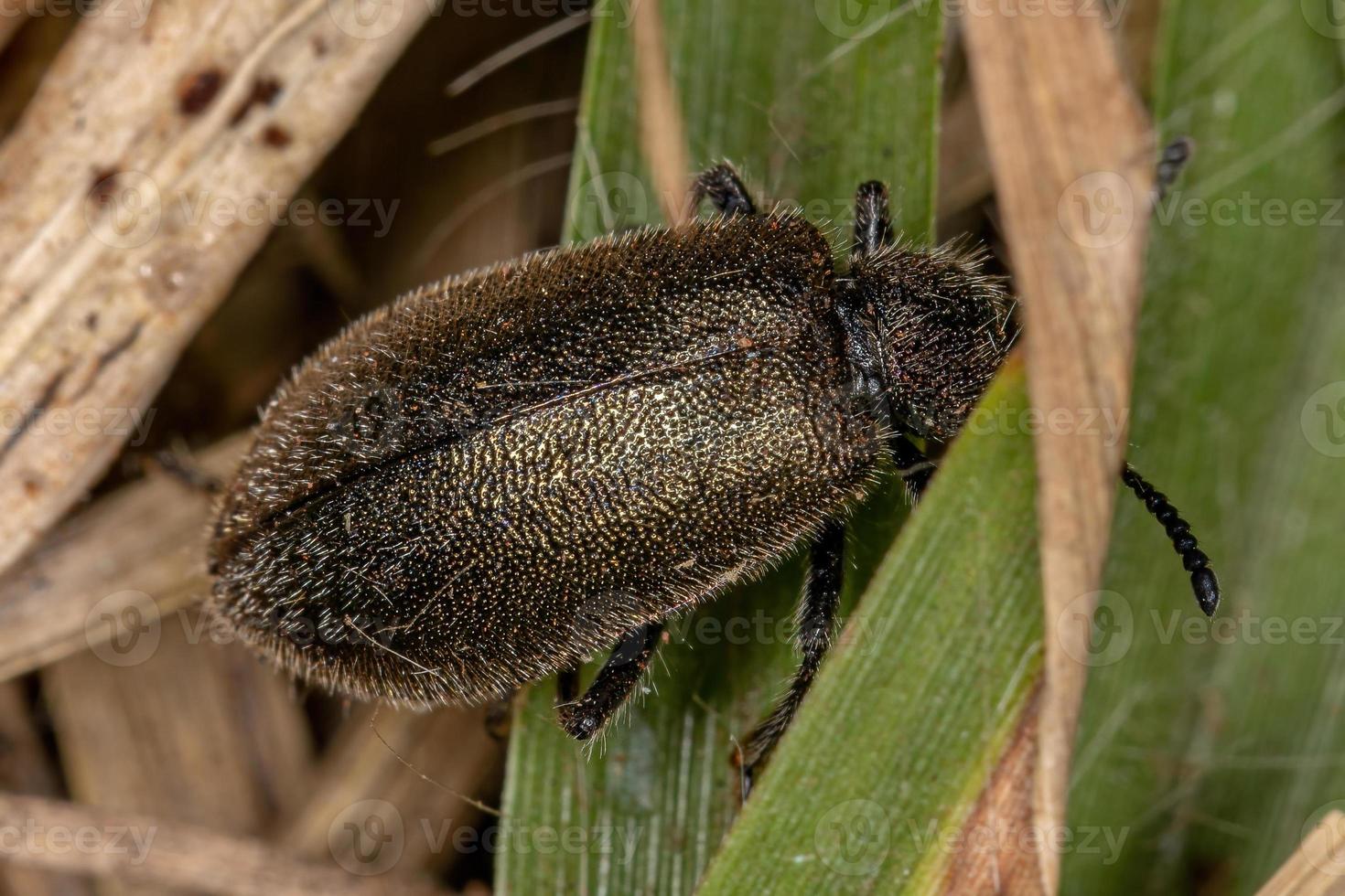 Adult Long-jointed Beetle photo