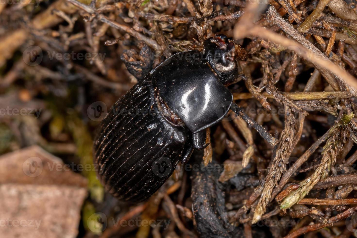 Escarabajo oscuro adulto muerto foto