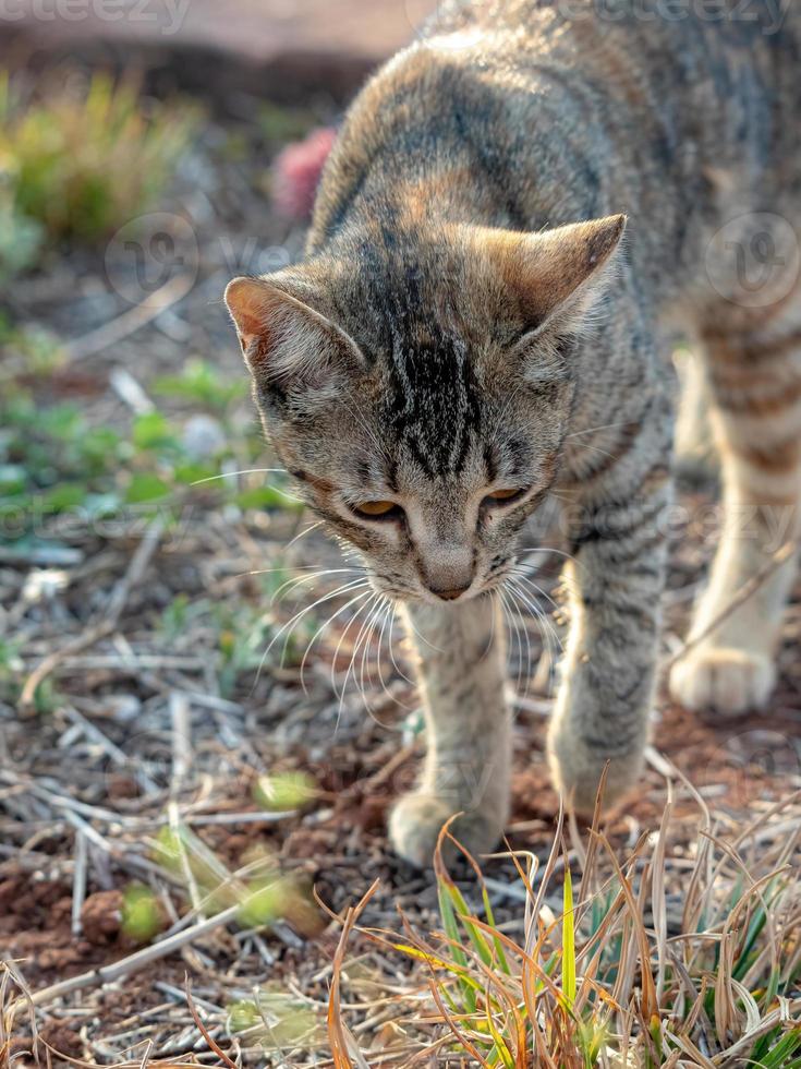 Feral domestic cat photo