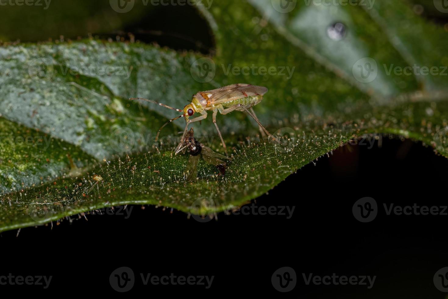 pequeño insecto depredador adulto foto