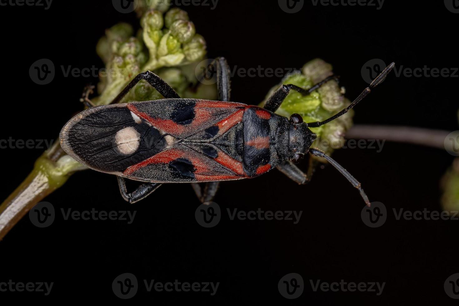 Adult Seed Bug photo