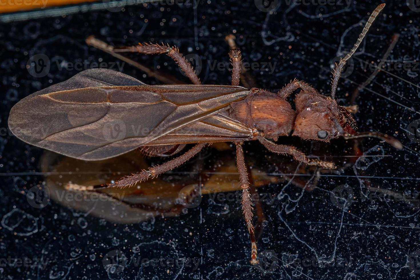 hormiga reina cortadora de hojas acromyrmex hembra adulta foto