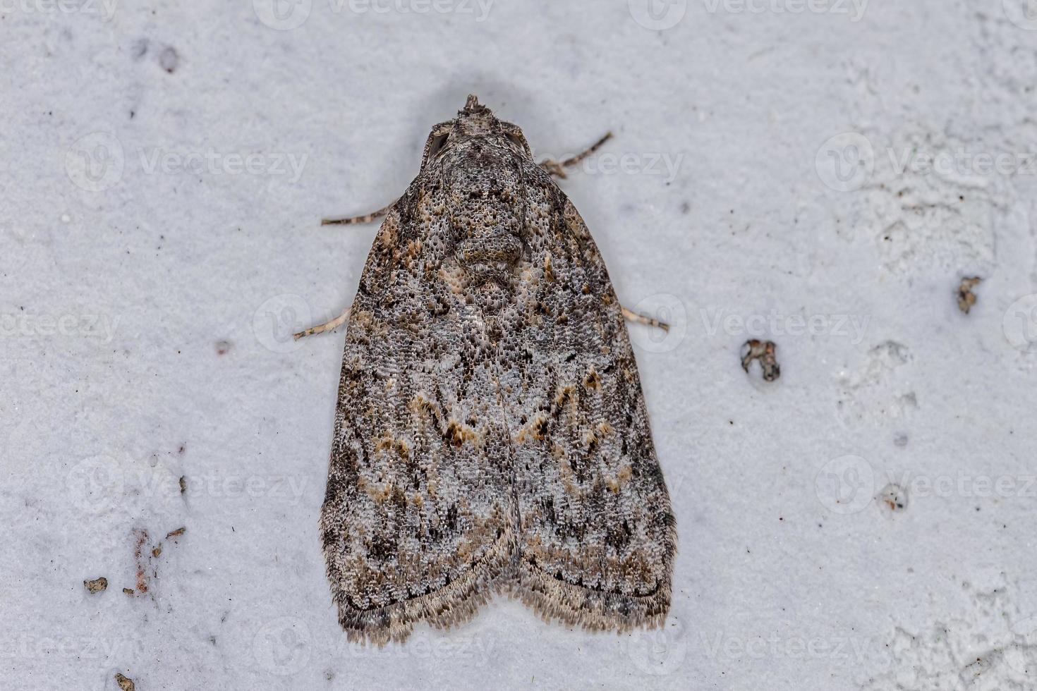 polilla de la oruga de la aceituna negra adulta foto