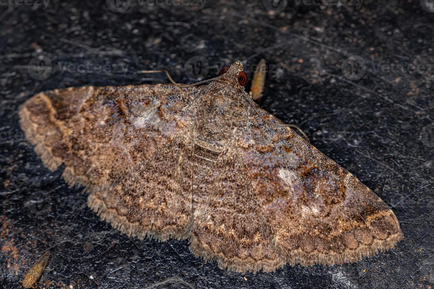 polilla del ala adulta foto