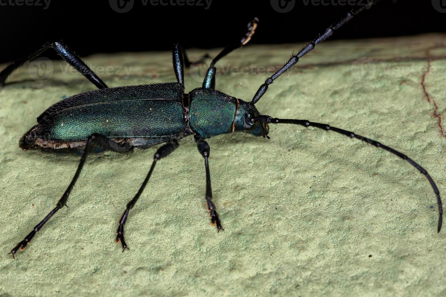 escarabajo de cuernos largos foto