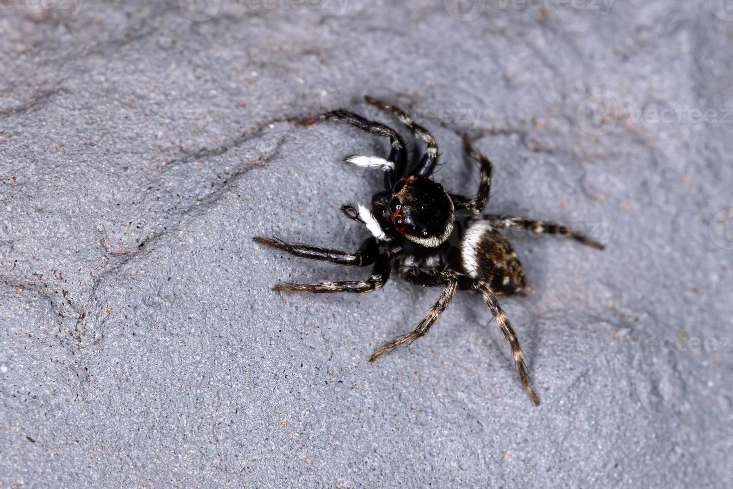 araña saltarina de la casa de adanson foto