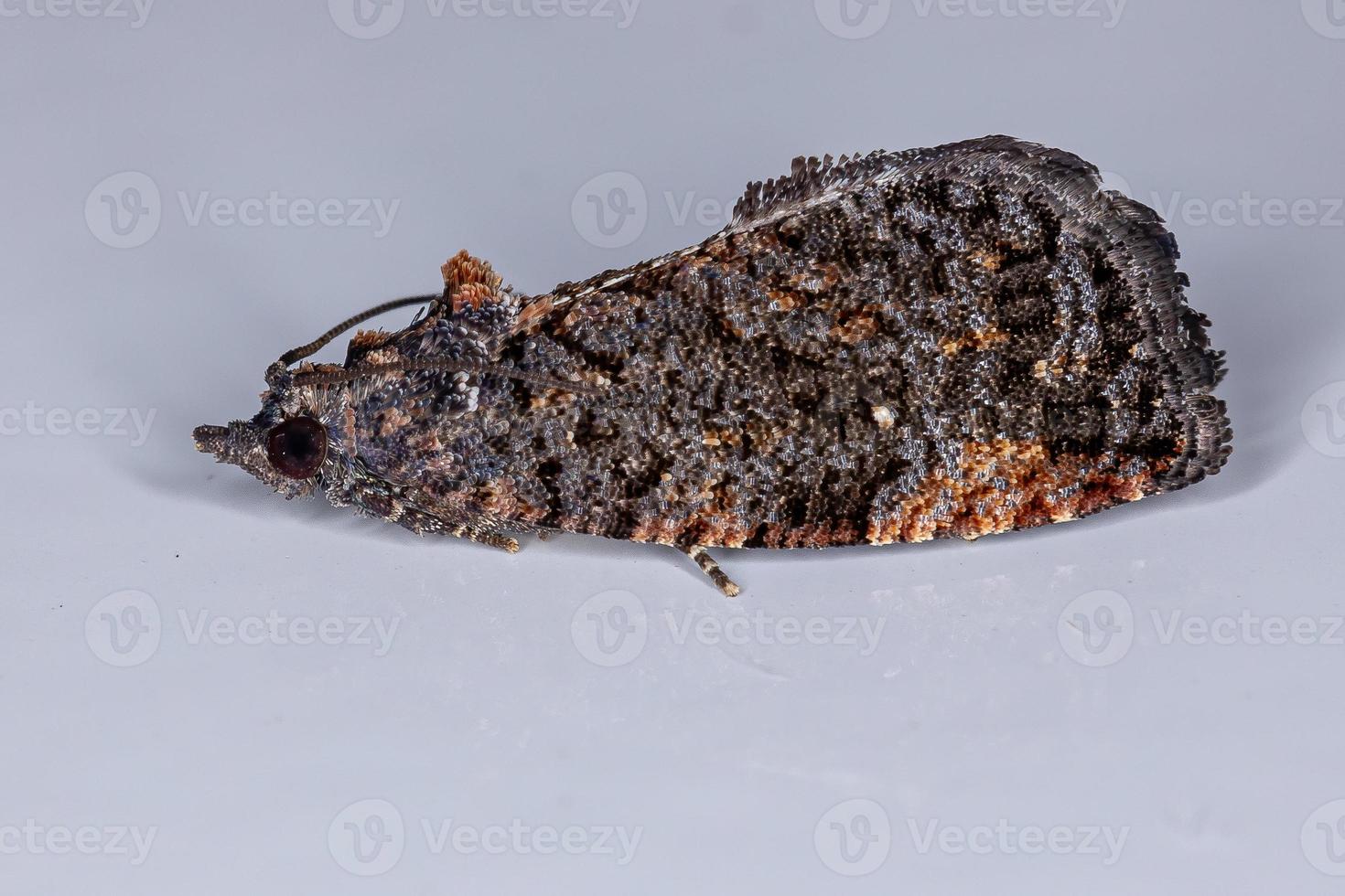 Polilla enrolladora de oletreutina foto